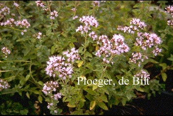 Origanum vulgare 'Aureum'