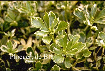 Pachysandra terminalis 'Variegata'