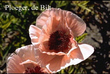 Papaver orientale 'Helen Elizabeth'