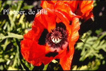 Papaver orientale 'Rembrandt'