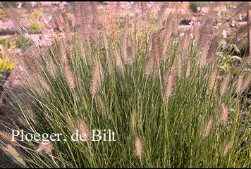 Pennisetum alopecuroides