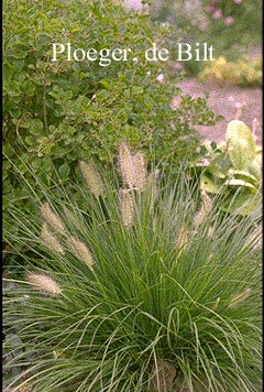 Pennisetum alopecuroides 'Hameln'