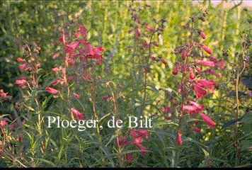 Penstemon 'Andenken an F. Hahn' (GARNET)