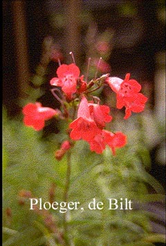 Penstemon 'Schoenholzeri'