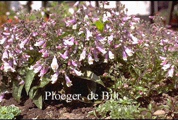 Penstemon hirsutus 'Pygmaeus'