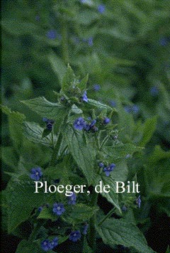 Pentaglottis sempervirens (72364)