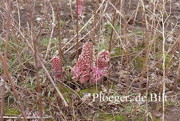 Petasites hybridus