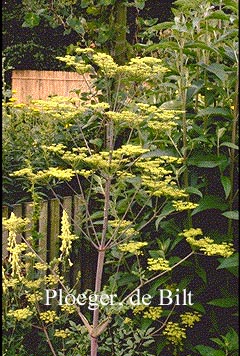 Peucedanum verticillare