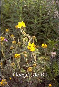 Phlomis fruticosa