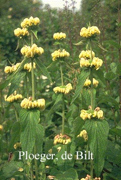 Phlomis russeliana