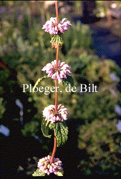 Phlomis tuberosa