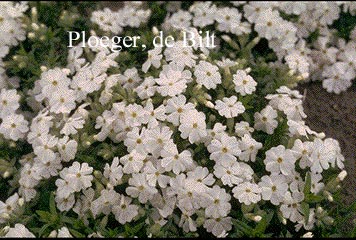 Phlox douglasii 'White Admiral'