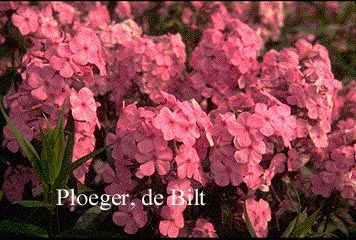 Phlox maculata 'Alpha'