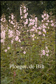 Phlox maculata 'Omega' (72385)