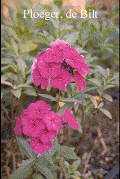 Phlox paniculata 'Duesterlohe'