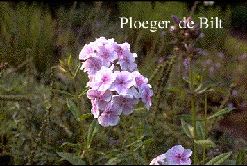 Phlox paniculata 'Lavendelwolke'