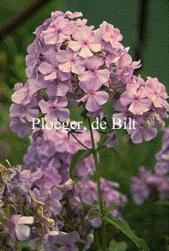 Phlox paniculata 'Lilac Time'