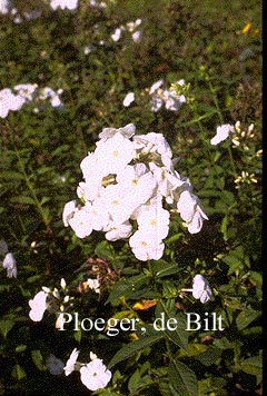 Phlox paniculata 'Rembrandt'