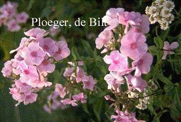 Phlox paniculata 'Rosa Spier'