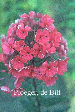 Phlox paniculata 'Spitfire'