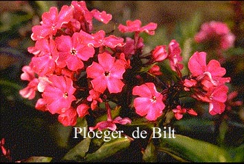 Phlox 'Starfire'