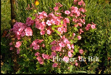 Phlox 'Windsor'