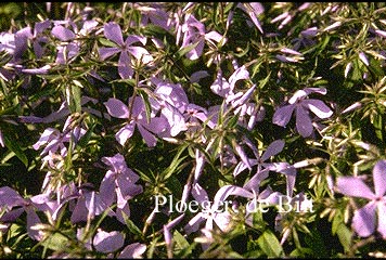 Phlox divaricata 'Clouds of Perfume'