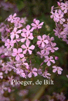 Phlox paniculata