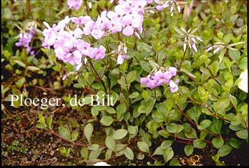 Phlox stolonifera 'Blue Ridge'