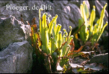 Asplenium scolopendrium