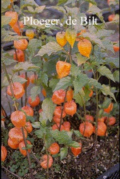 Physalis alkekengi franchetii