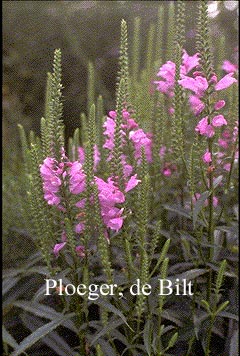 Physostegia virginiana 'Bouquet Rose'