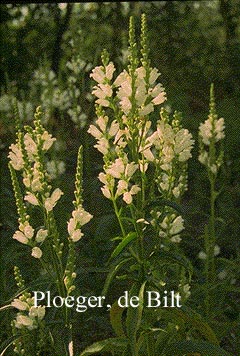 Physostegia virginiana 'Summer Snow'