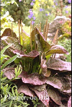 Plantago major 'Purpurea'