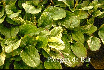 Plantago major 'Variegata'