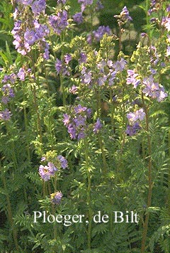 Polemonium caeruleum