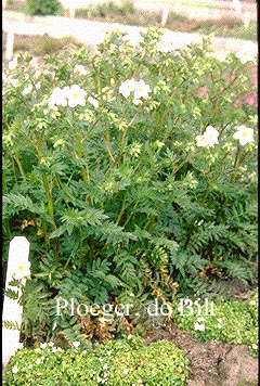 Polemonium caeruleum 'Album'