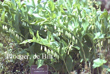 Polygonatum biflorum