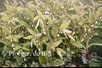 Polygonatum odoratum pluriflorum 'Variegatum'