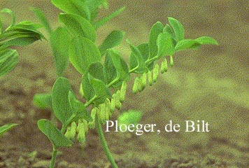 Polygonatum multiflorum