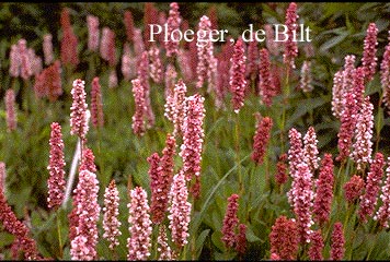 Persicaria affinis 'Darjeeling Red'