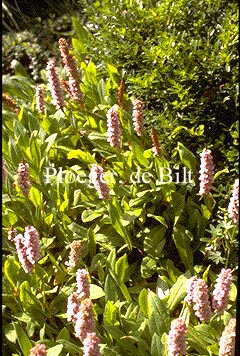 Persicaria affinis 'Donald Lowndes'