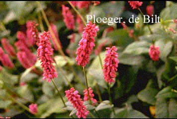 Persicaria amplexicaulis