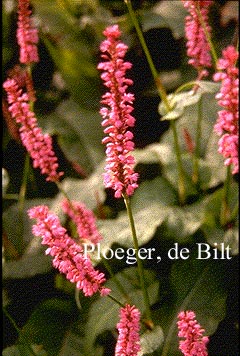 Persicaria amplexicaulis 'Speciosa' (FIRETAIL)