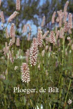 Persicaria bistorta 'Superba'