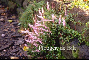 Persicaria vaccinifolia