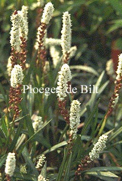 Persicaria vivipara