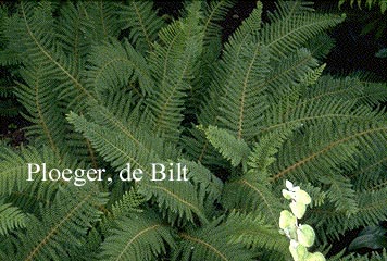 Polystichum setiferum 'Proliferum'