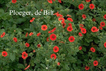 Potentilla 'Gibson's Scarlet'