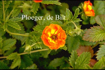 Potentilla 'William Rollison'